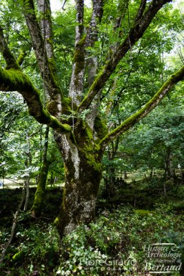 La forêt qui entoure le site n'est pas exploité par l'ONF qui en a fait une réserve de biodiversité