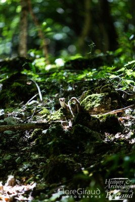 Dérangées dans leur chasse au mulot, les belettes qui habitent les vestiges de la chartreuse observent les archéologues