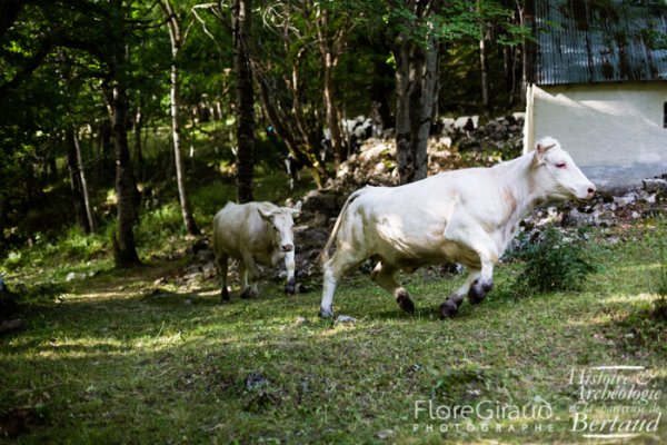 Entre les pÃ¢turages de printemps et ceux d'été, plus haut dans la montagne, la chartreuse est un lieu de transhumance
